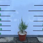 Tamariška africká (Tamarix africana) ´TETRANDRA´ - výška 20-30 cm, kont. C2L